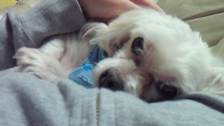 ���܂��ق����