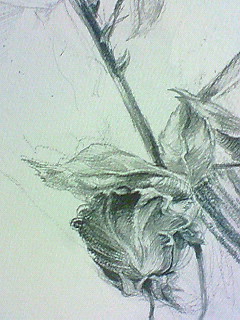 �v���Ԃ�̃f�b�T��