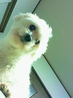 ���ӂ���